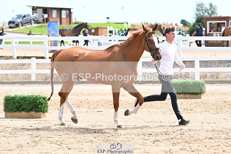 240717A-144249-02223 - Trot Up 2pm to 3pm - This folder is not in time order