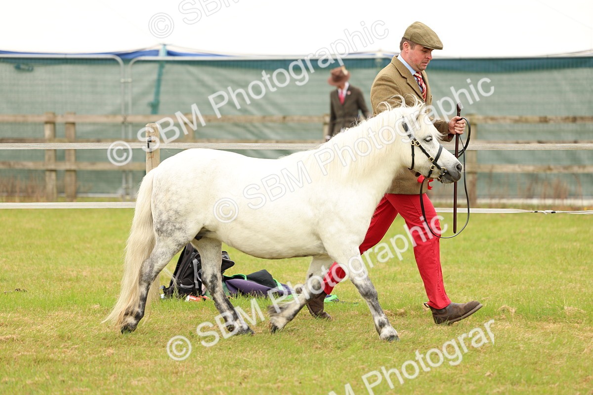SBM_04408 - Class 64-67 - Shetland Pony In Hand