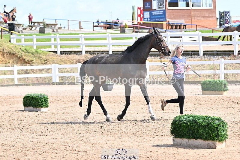 240717A-154216-02992 - Trot Up 3pm to 4pm