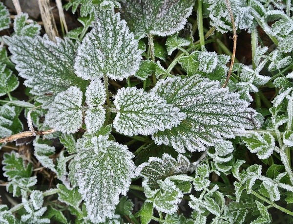 Frosty Leaves - MACRO & CLOSE UPS 2