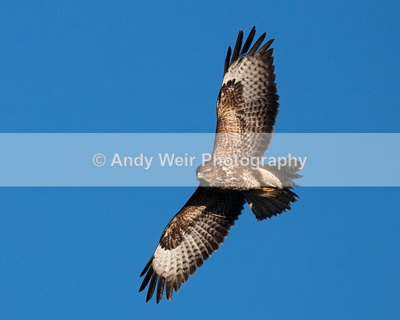 20100130-Gigrin 313 - Common Buzzard