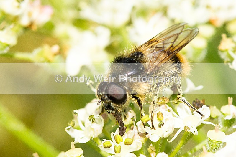 20130727-_MG_5138 - Insects