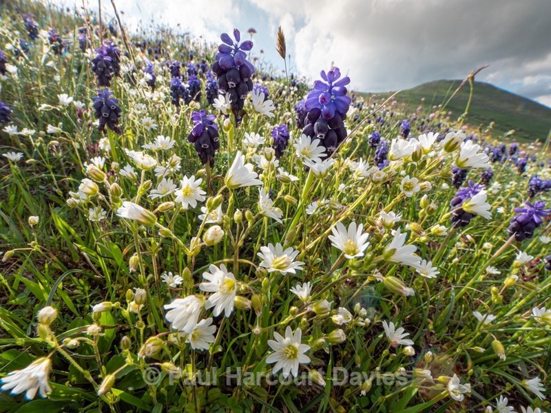Grape hyacinth (Musacri commutatum) with Greater stitchwort ( Stellaria holostea)  - Flowers in the Landscape - 2