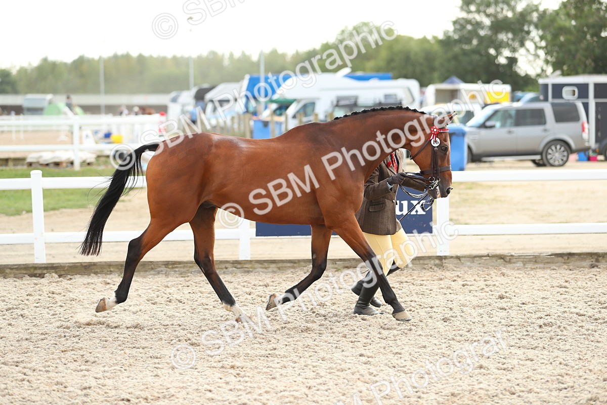 SBM_08535 - Class 28 - IH Veteran Horse