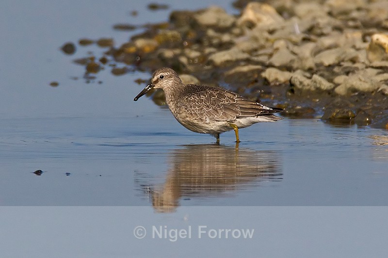 Knot wading in the Lagoon at Brownsea Island - Knot