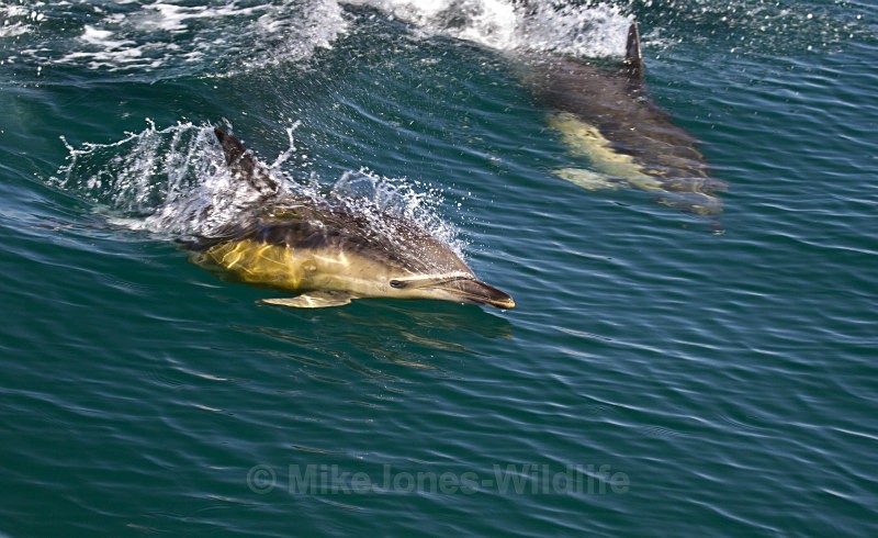 Common Dolphin, Isle of Mull - ISLE OF MULL WILDLIFE, Wildlife images from the Inner Hebrides