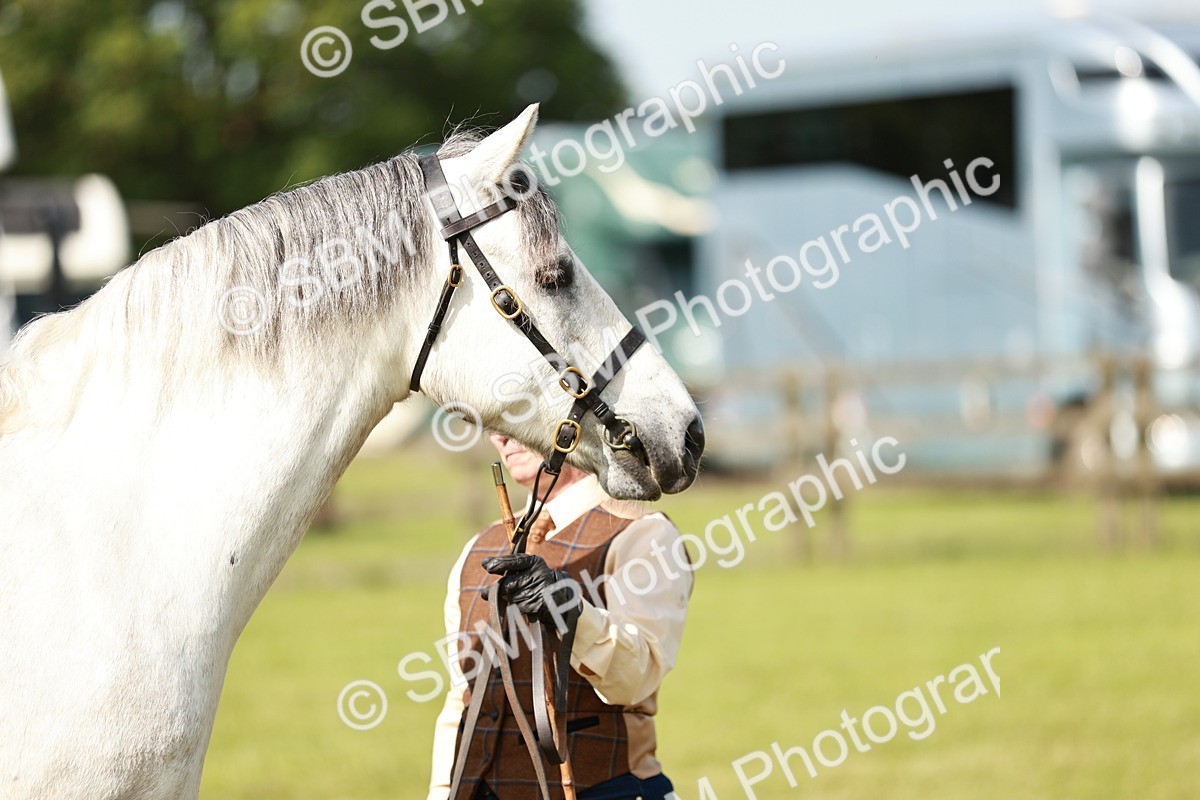 SBM_01665 - Class 14-23 - Mountain & Moorland In Hand Non Welsh