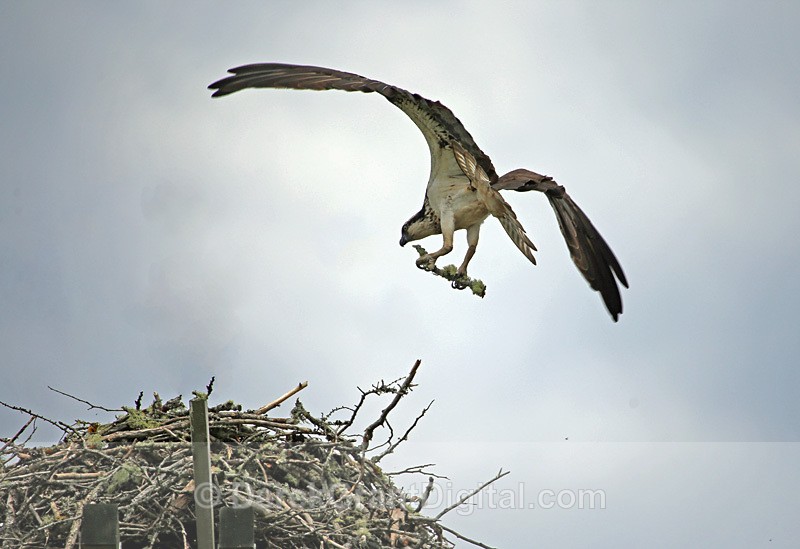 Post-Tropical Storm Arthur - 13 - Birds of Atlantic Canada