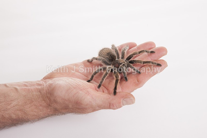 2SKJ8893 - Roaming Reptile Show. II