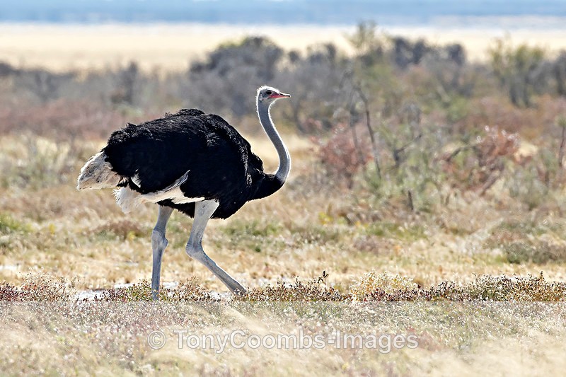 Ostrich - Etosha National Park ~ Birds