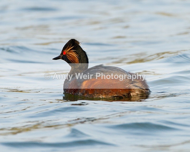 20110328-IMG_2978 - Black-necked Grebe