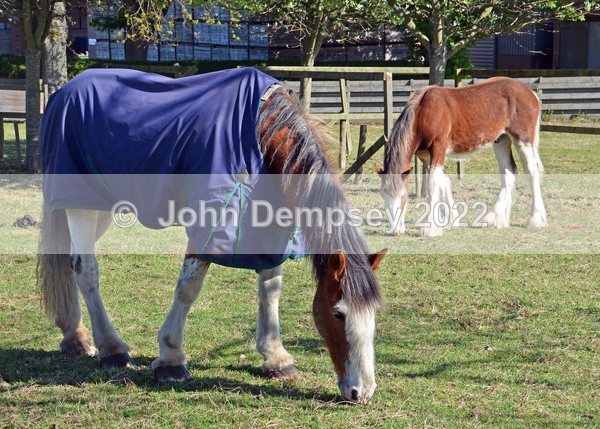 Rachel's Horses 12 - Animals