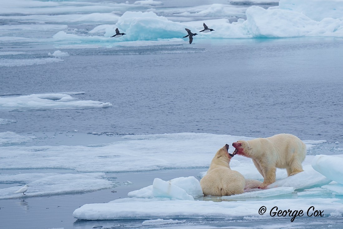 Polar Bear Guillemots and Ivory Gull - Svalbard - Realm of the Polar Bear