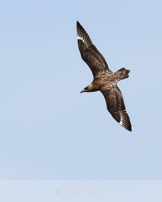 Great Skua diving, Jokulsarlon, Iceland - Great Skua