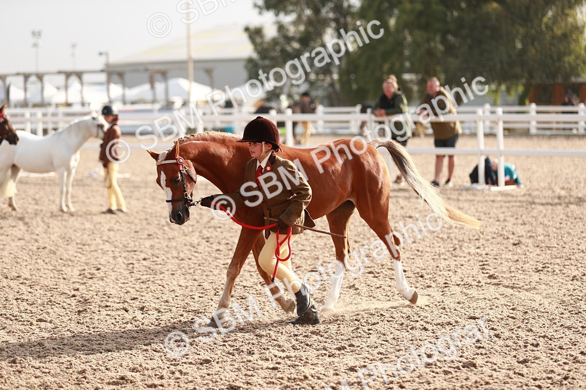 SBM_09877 - Class 203 Young Handler, 10 years and under