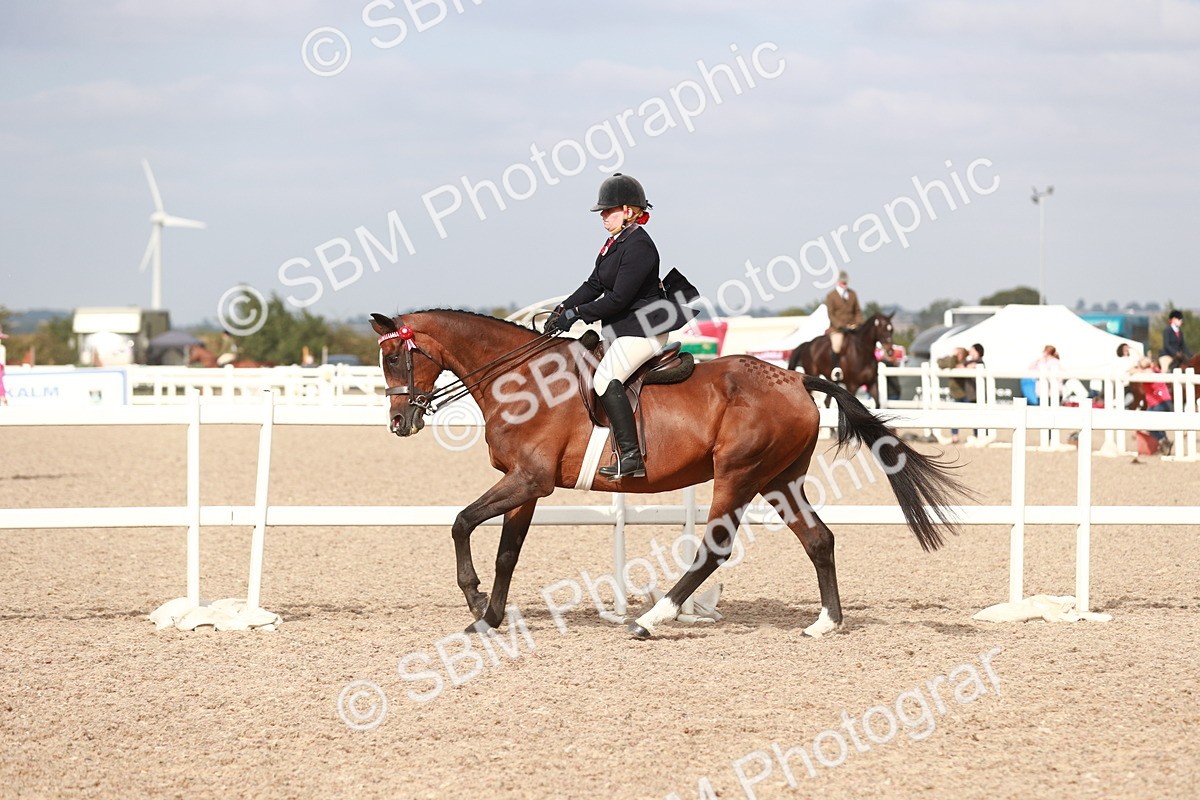 SBM_17529 - Class 215 Ridden Hack/ Riding Horse