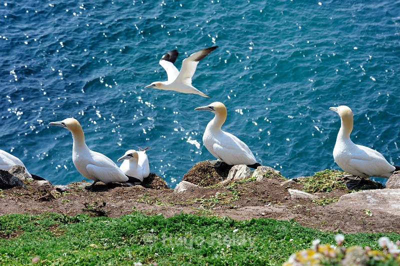  - Saltee Islands Birdlife