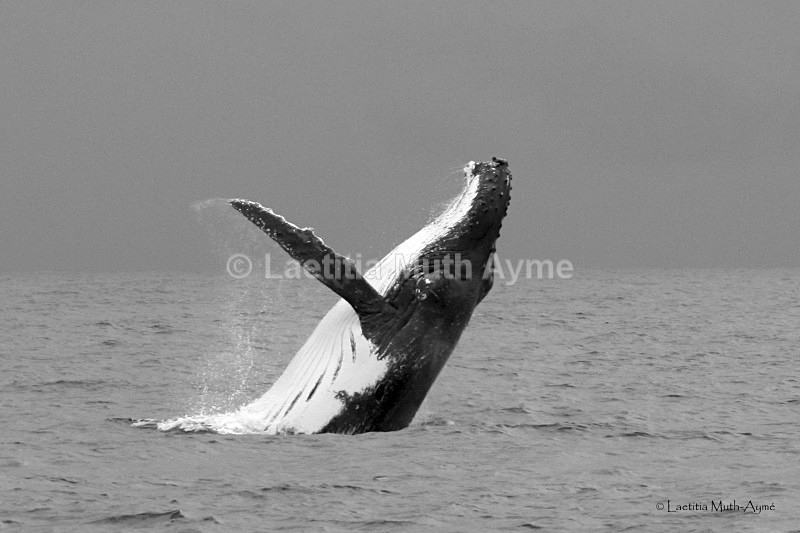 IMG_8384 Mayotte - Marine wildlife