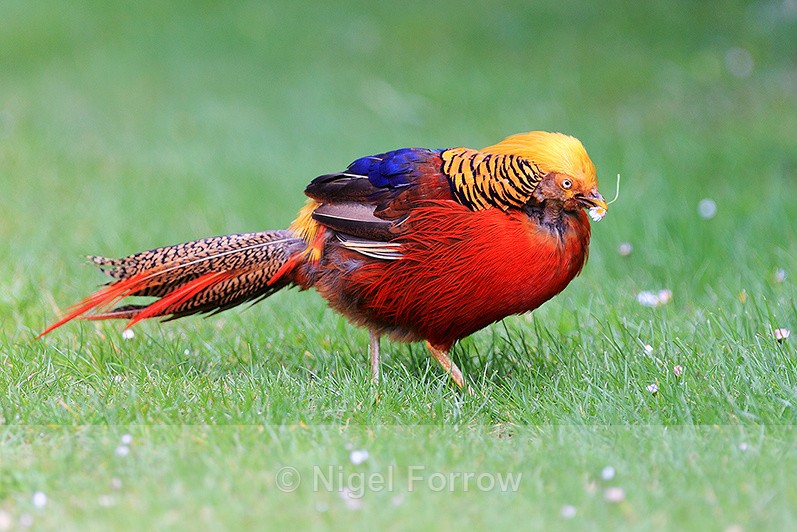 Golden Pheasant eating a daisy in the Abbey Garden on Tresco - Golden Pheasant