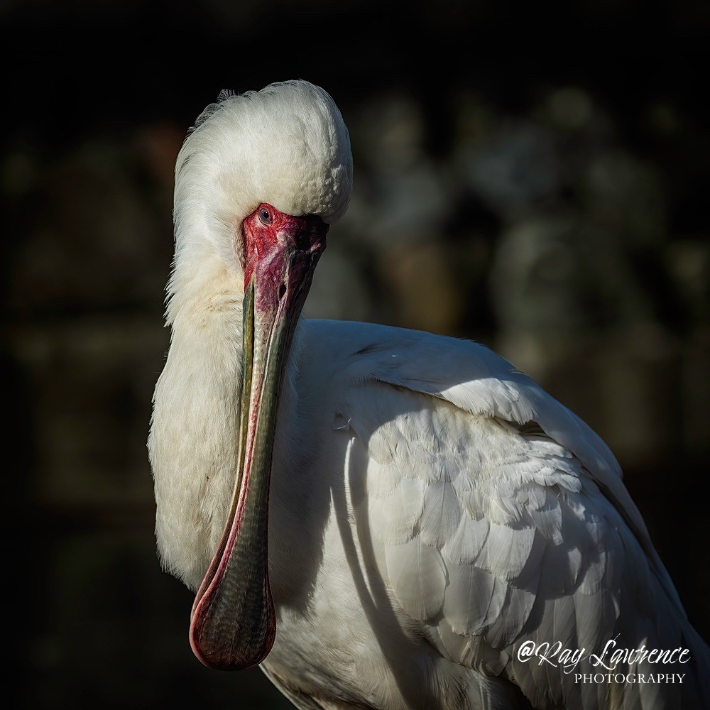 African Spoonbill - RLP_1450-744 - Vulnerable and Beyond