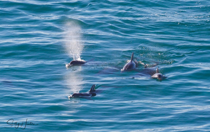 Dolphin Spray 1