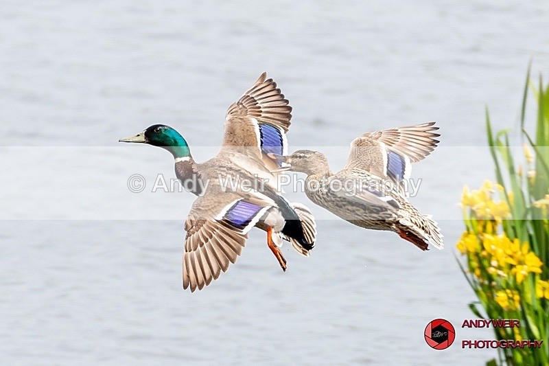 190523-untitled-8E0A2851 - Mallard