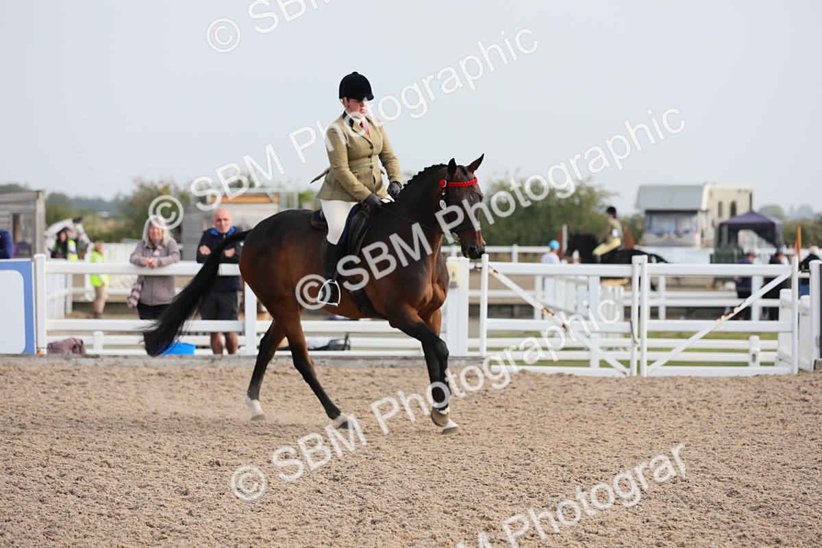 SBM_10710 - Class 303 Ridden Pure Bred Horse/Pony (excl M&M)