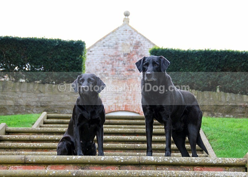  - Yellow and Black Labradors