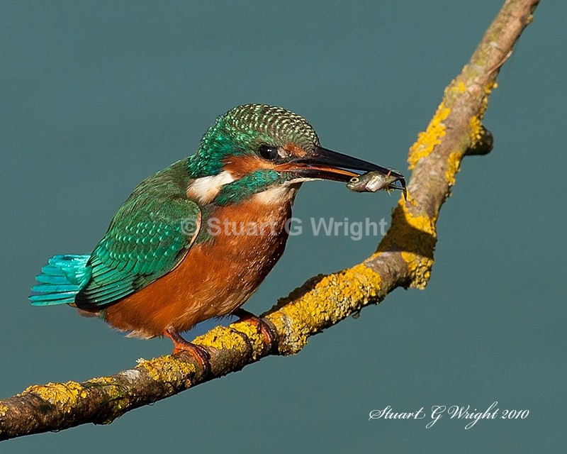 4 - Kingfisher