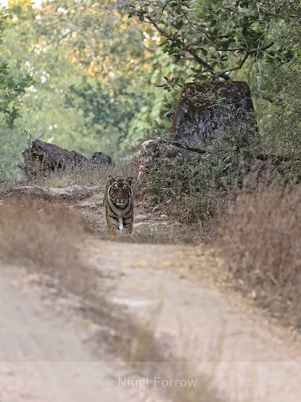 Tiger cub walking on road, Bandhavgarh Reserve, Madhyra Pradesh, India - Tiger