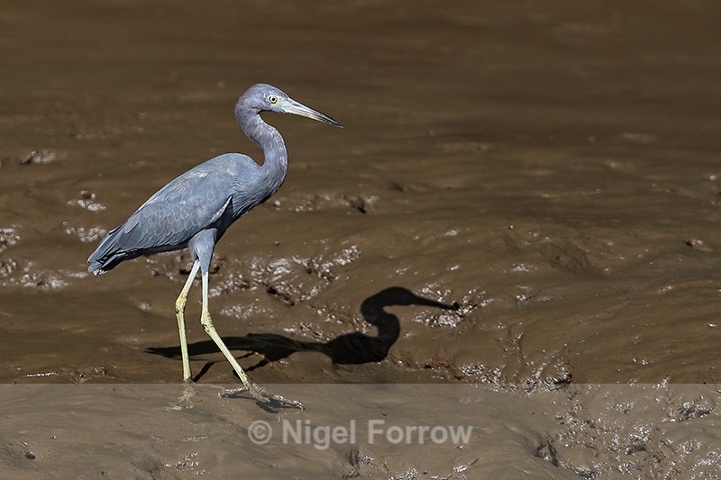 Little Blue Heron in mud, Estero Virginia, Costa Rica - Little Blue Heron
