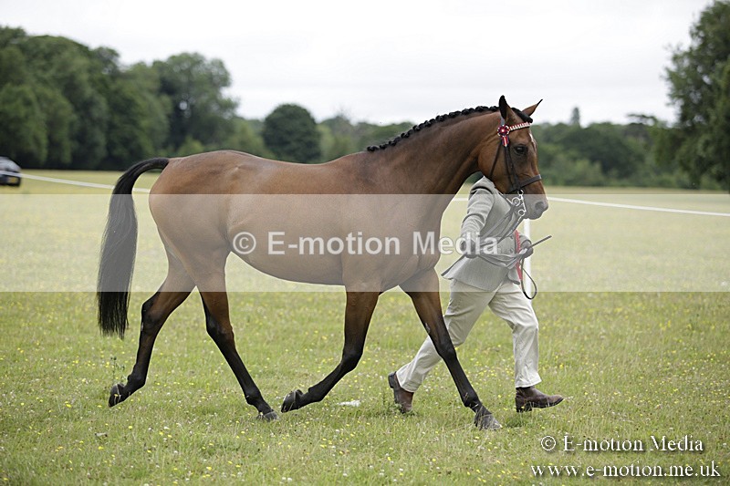 BVR160717-1107 - In Hand Championship 16/07/17