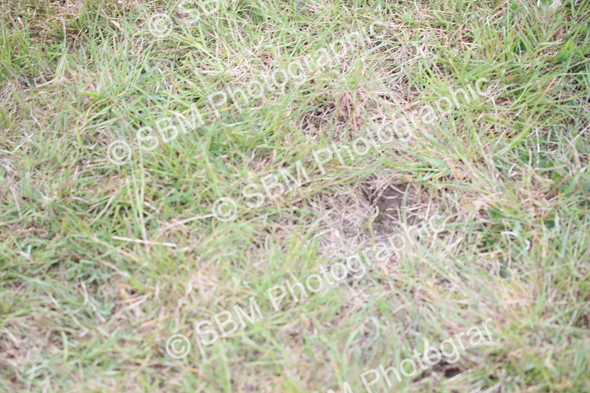 SBM_05808 - Class 12-15 - HOYS Private Driving