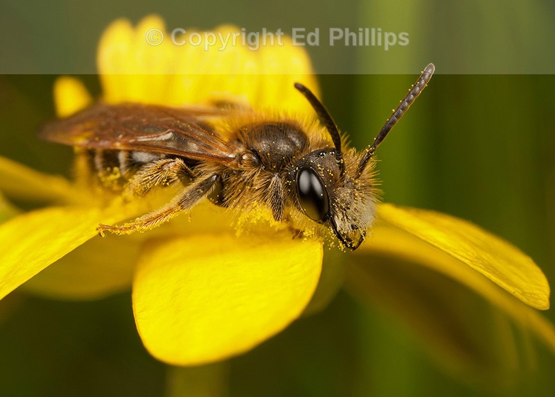 Andrena chrysosceles (f)