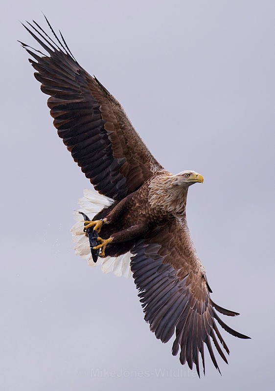 WHITE TAILED EAGLE, ISLE OF MULL, SCOTLAND