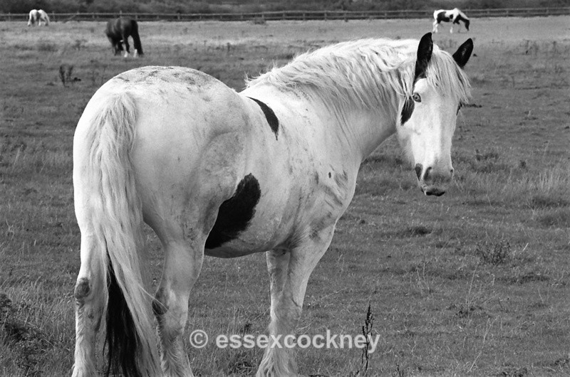  - Local residents of the hairy kind Benfleet and Essex