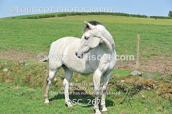 DSC_2675 - ARCHIVE REQUEST - Quincy and Guinness