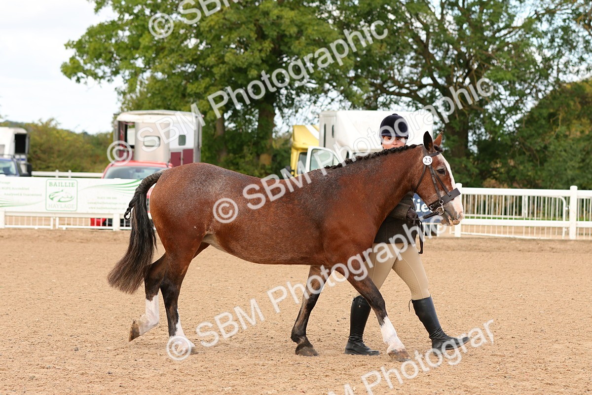 SBM_10267 - Class 206 - IH Non Show Type Pony