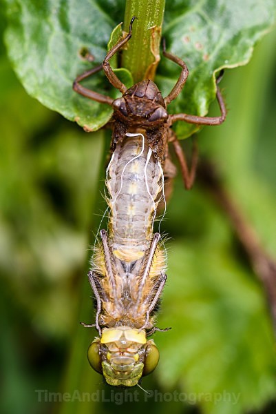 Emerging Four spot chaser dragonfly - Dragonflies & Damselflies