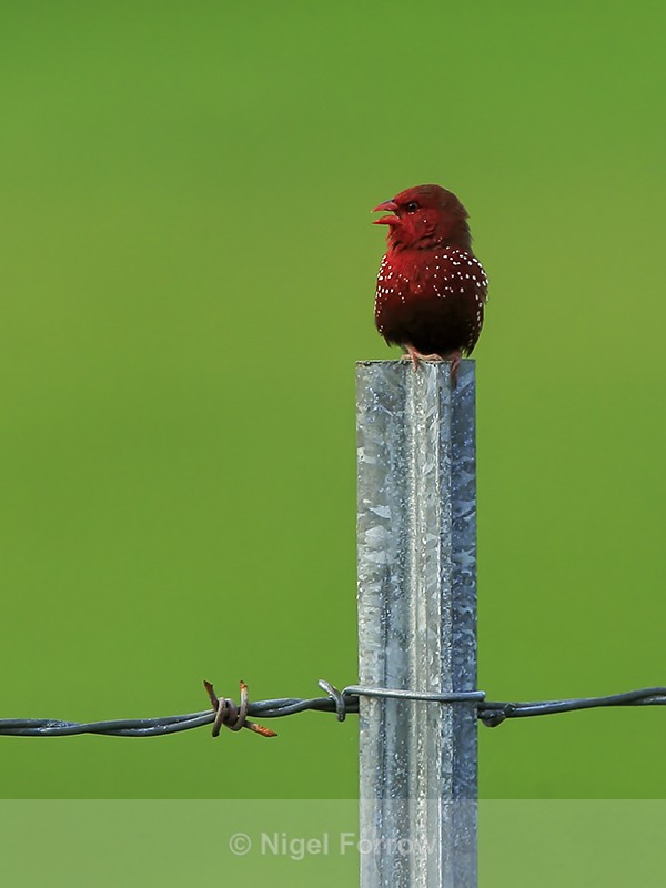 Red Avadavat (male) singing, Hawaii - Red Avadavat