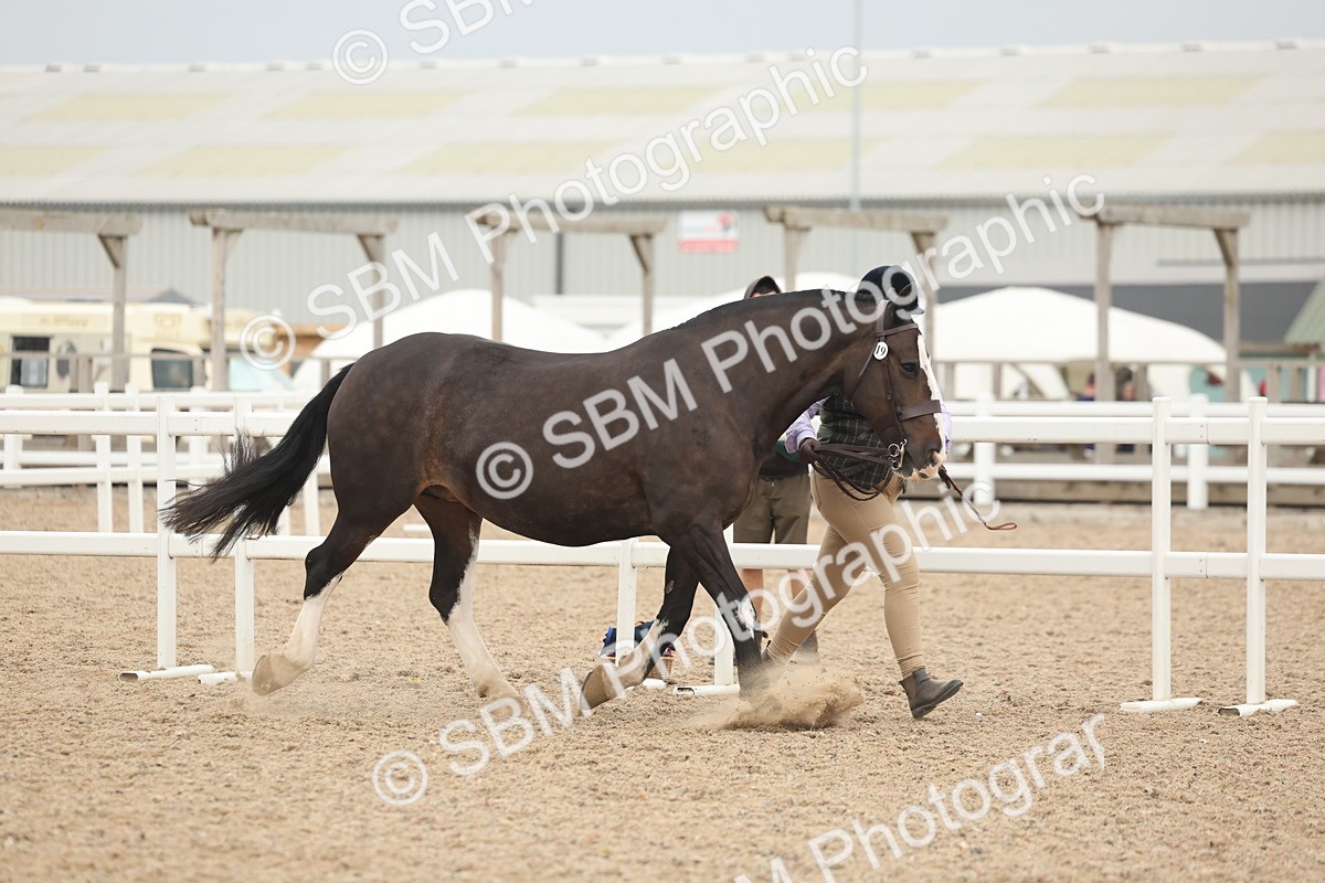 SBM_19783 - Class 318 - IH Part Bred Horse-Pony