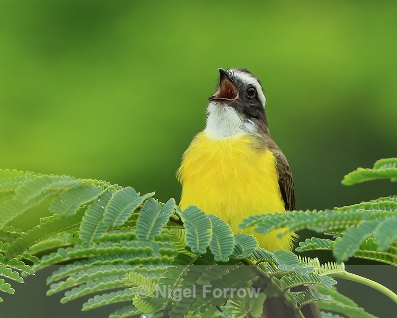 Social Flycatcher calling, Gamboa, Panama - Social Flycatcher