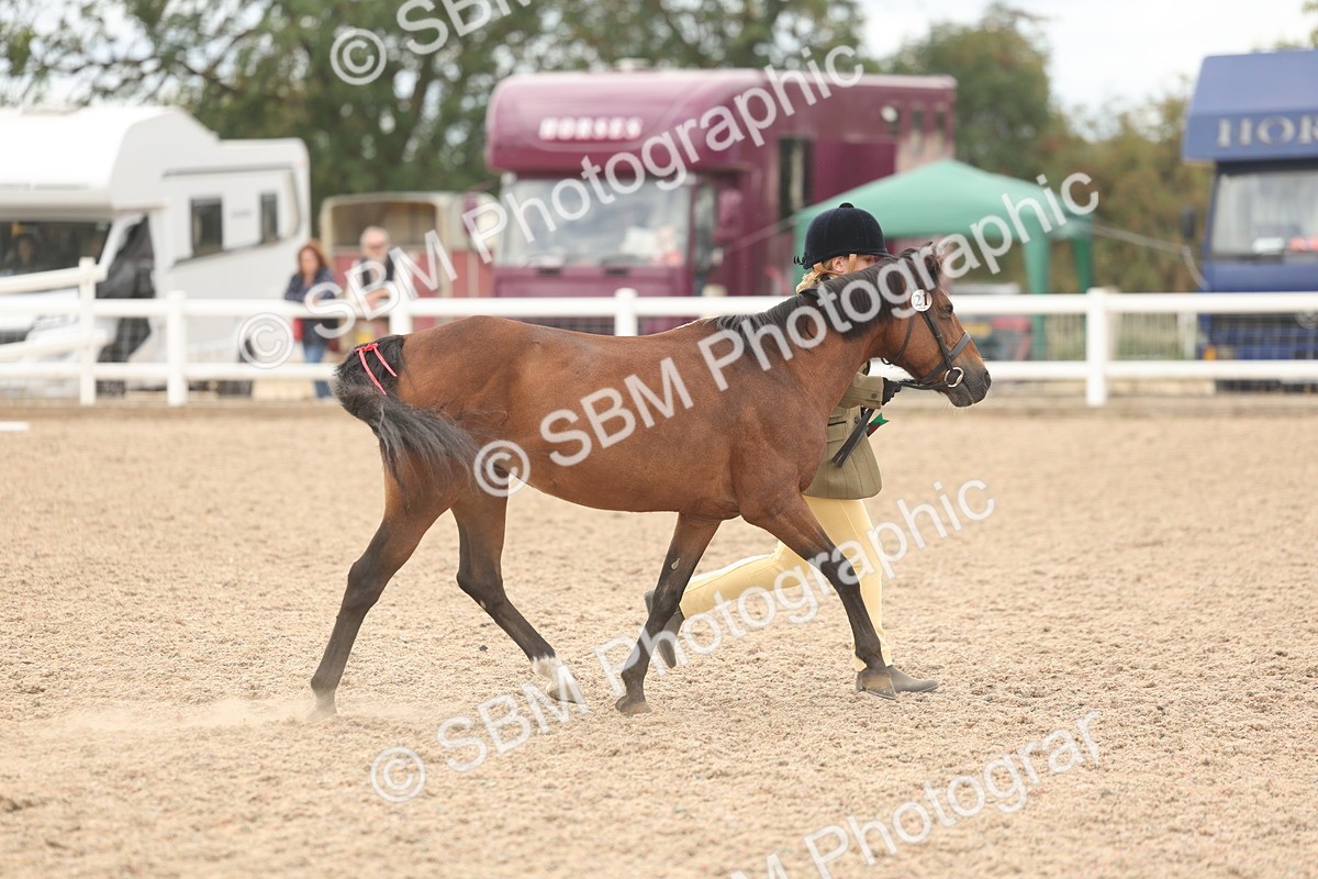 SBM_17035 - Class 312 - IH Competition Horse-Pony