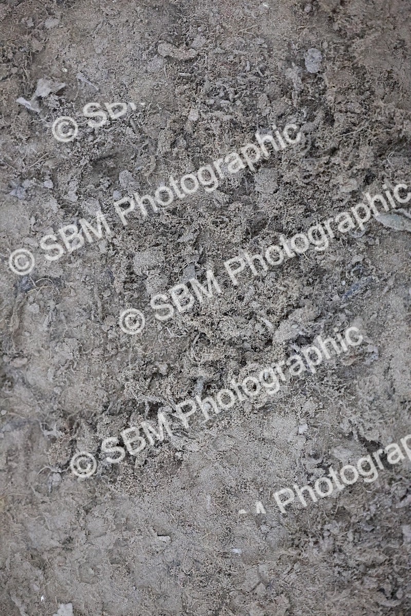 SBM_005721 - Evening Performance