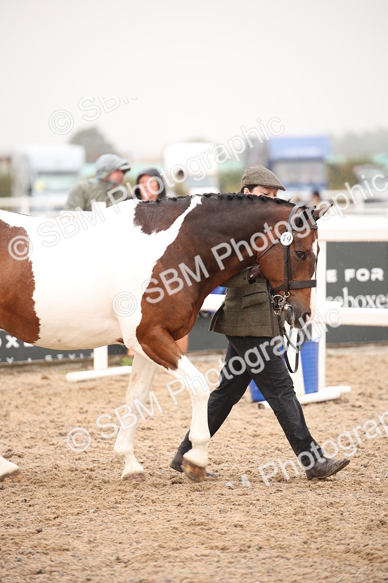 SBM_20217 - Class 703 - IH  Coloured