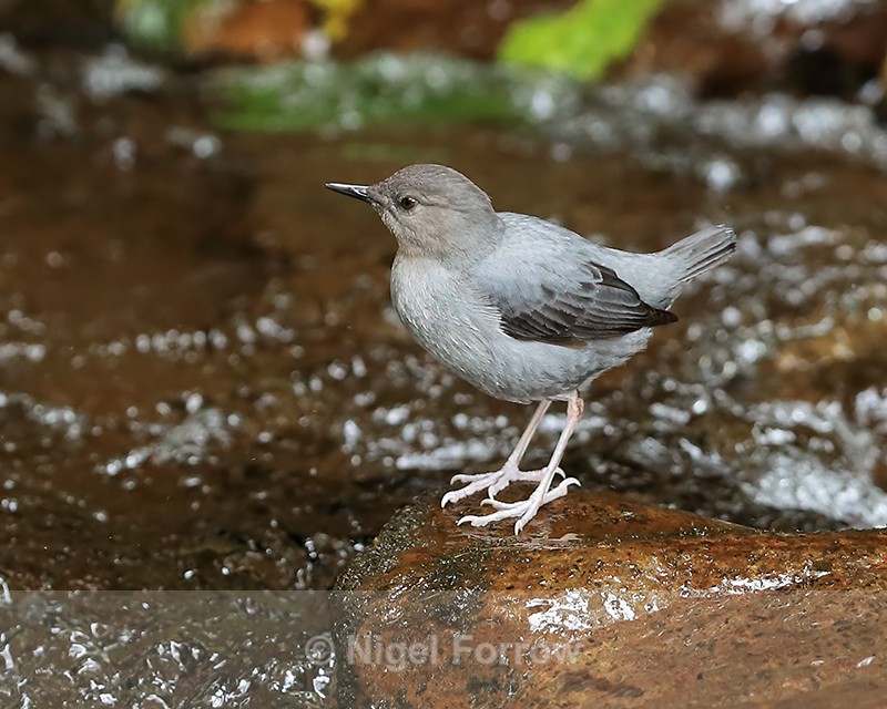 American Dipper, Costa Rica - American Dipper