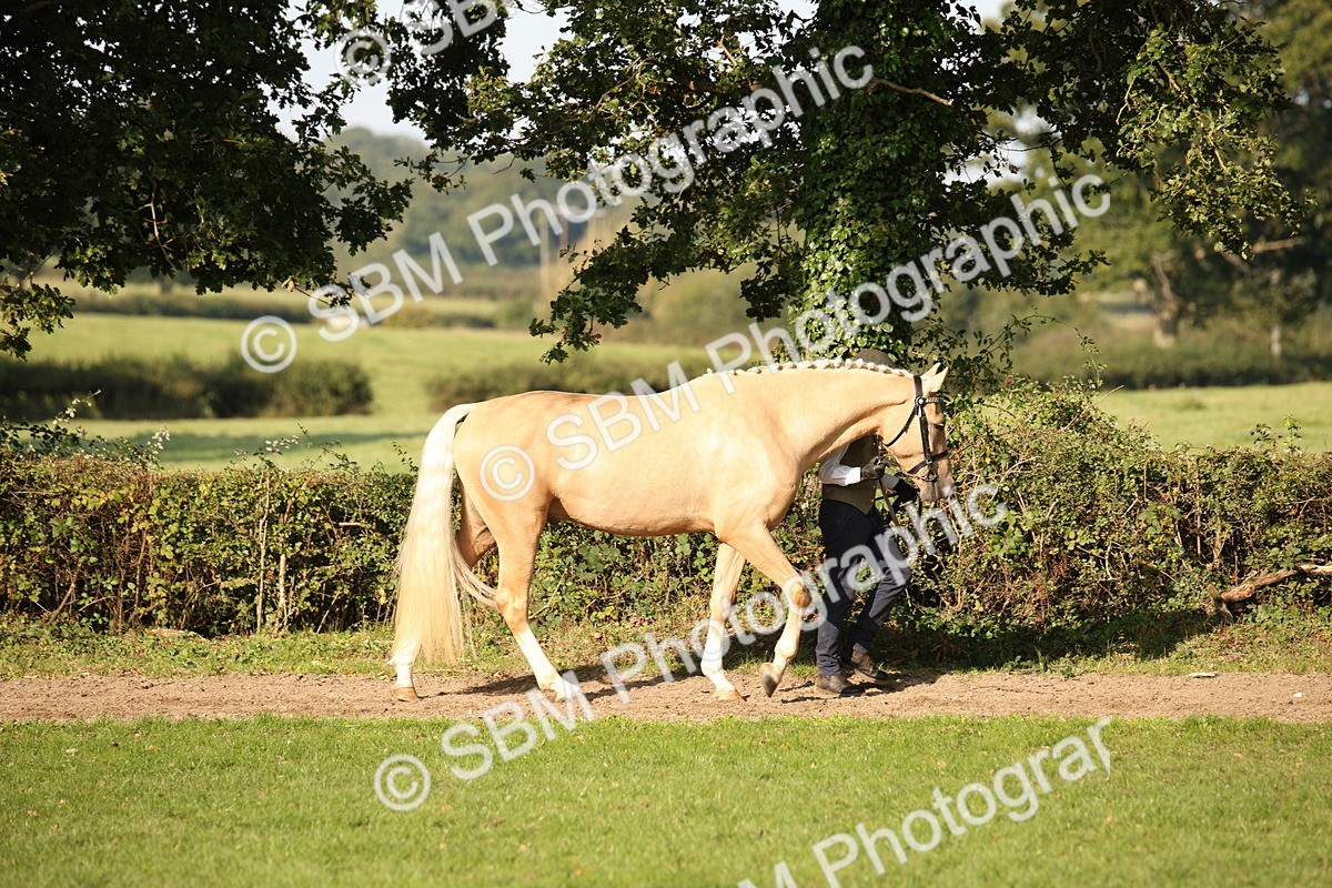 SBM_59331 - S52 - Other Coloured Horse In Hand