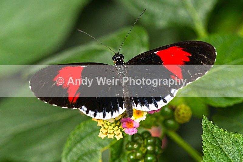 20130803-_MG_5265 - Butterflies & Moths