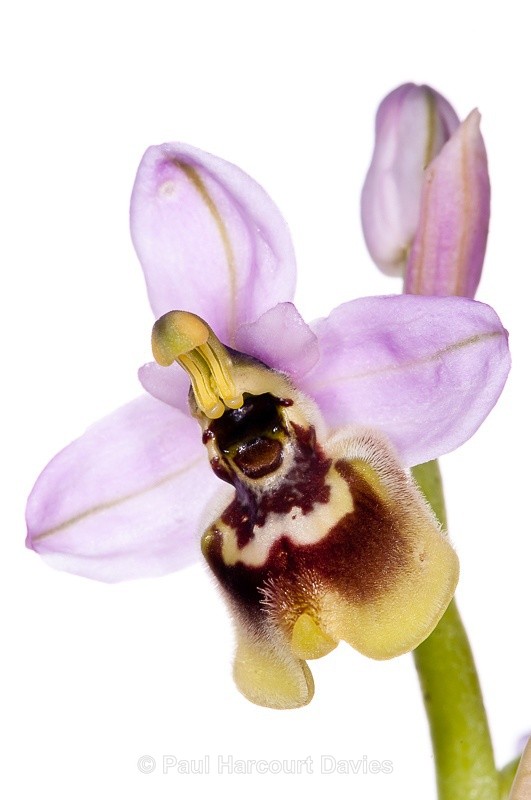  - WB: Orchids - Ophrys