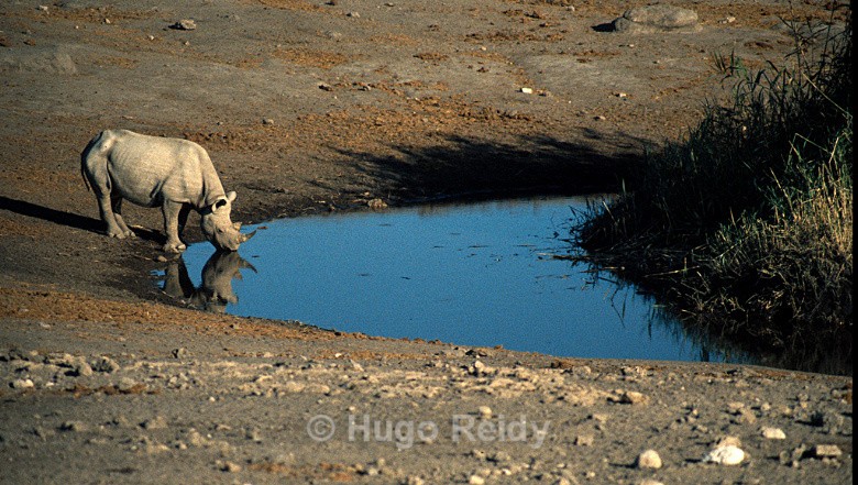  - Animals in the Wild